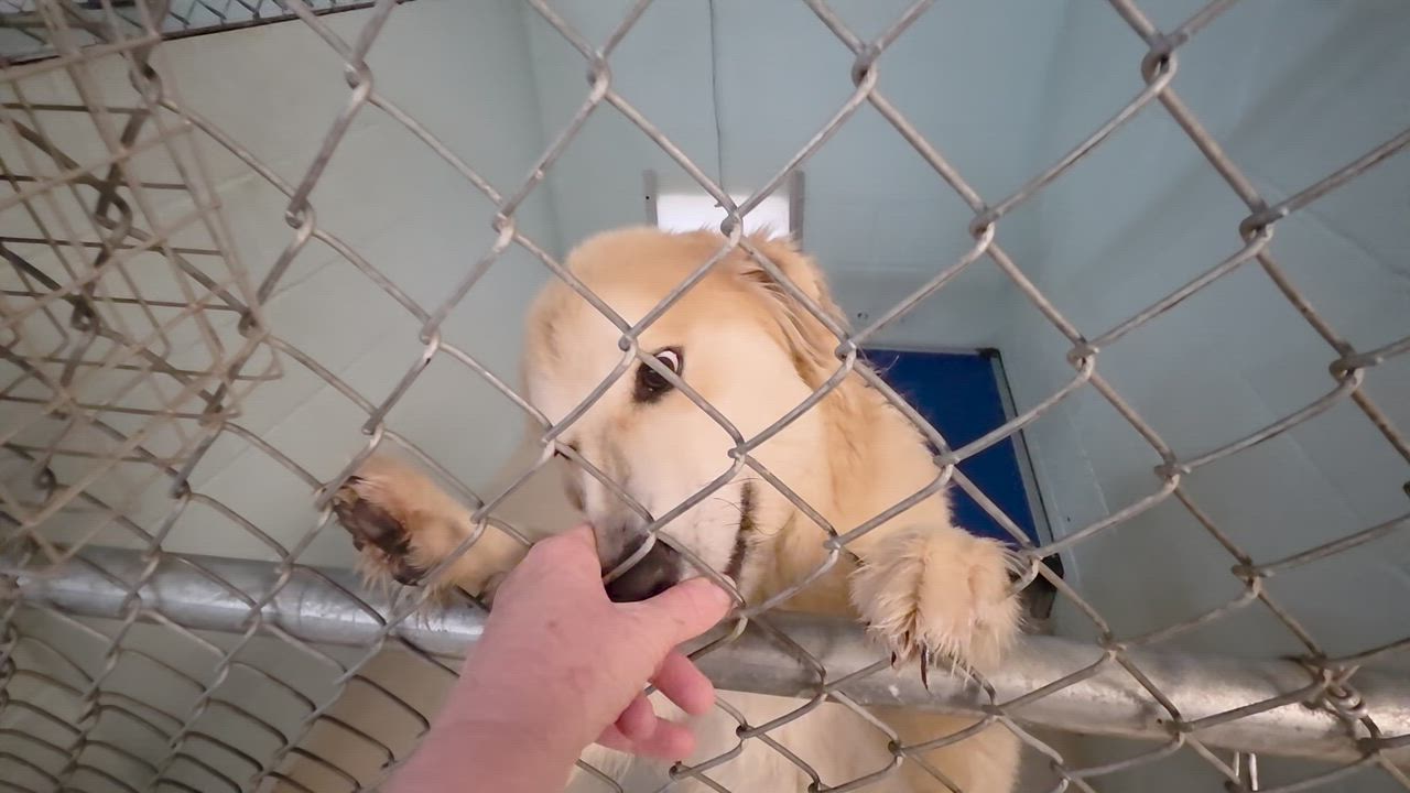 Enlarge Perkins, an adoptable mixed breed in Sumter, SC video 3/3