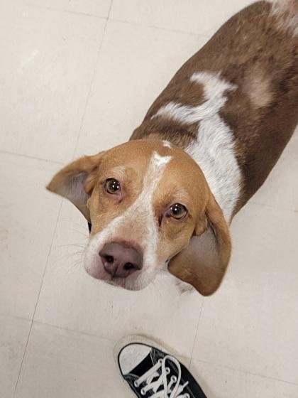 Mya, Adoptable, Adult Female Beagle & Mixed Breed.