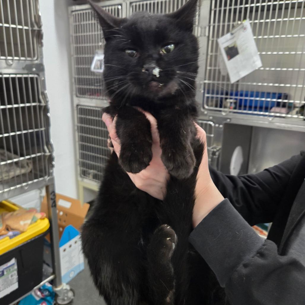 Enlarge Elmo, a Adoptable Domestic Short Hair in Idaho Falls, ID image 1/1