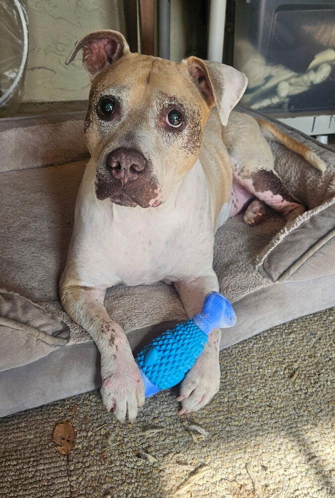 Crumble, Adoptable, Senior Female Pit Bull Terrier.