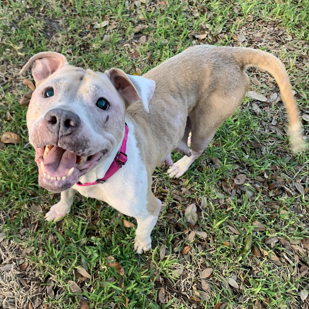 Crumble, a Adoptable mixed breed in Melbourne Beach, FL image 1/6