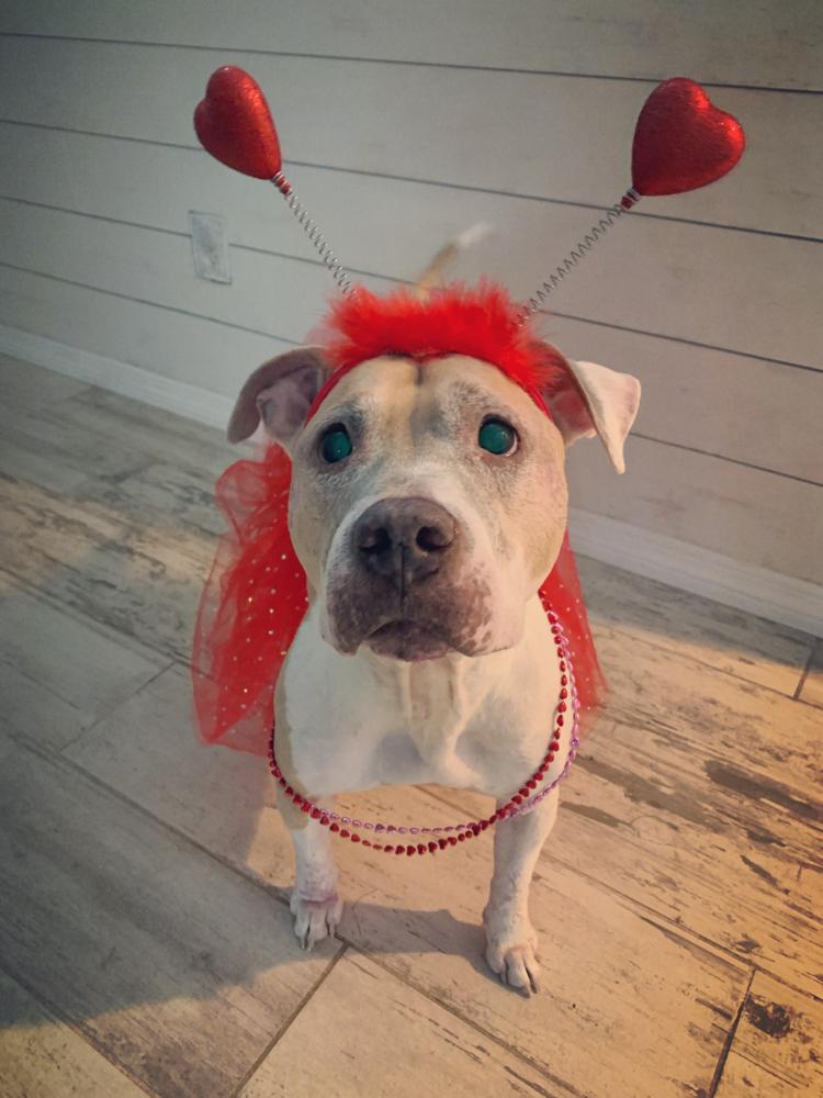 Crumble, a Adoptable mixed breed in Melbourne Beach, FL image 2/6