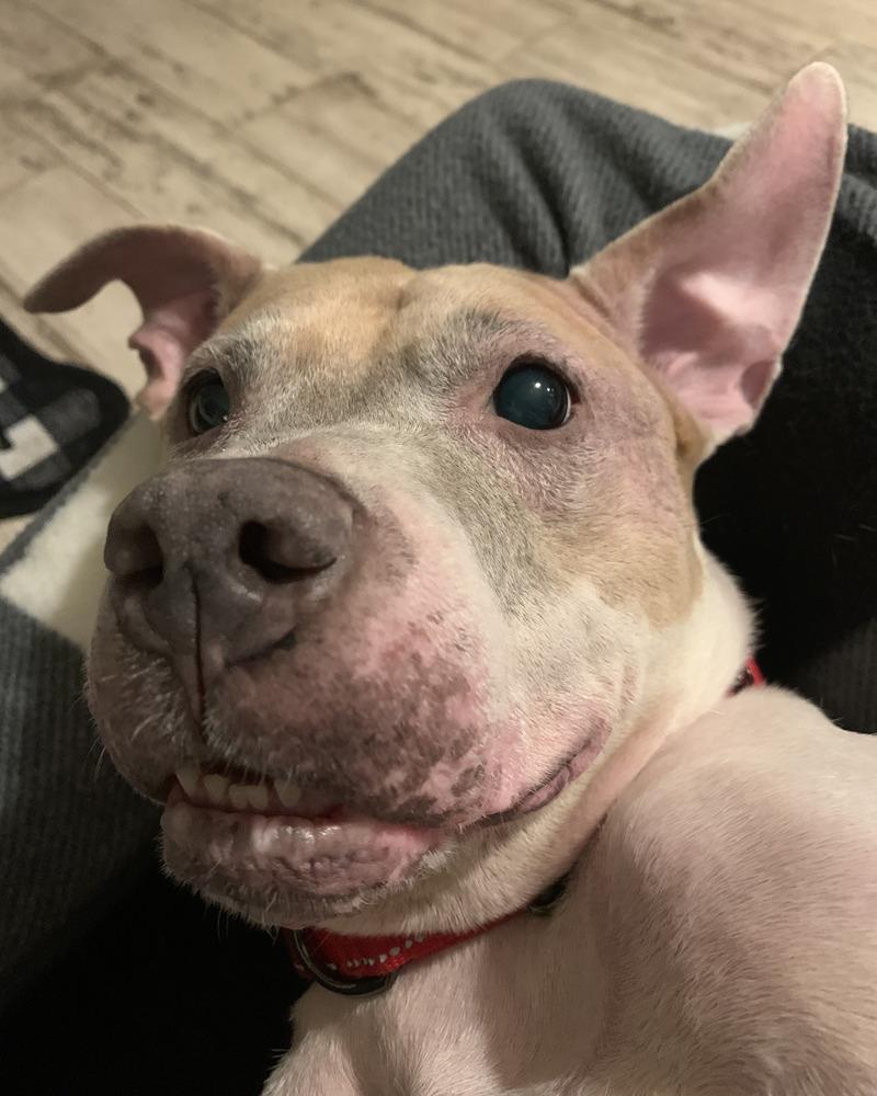 Crumble, a Adoptable mixed breed in Melbourne Beach, FL image 3/6