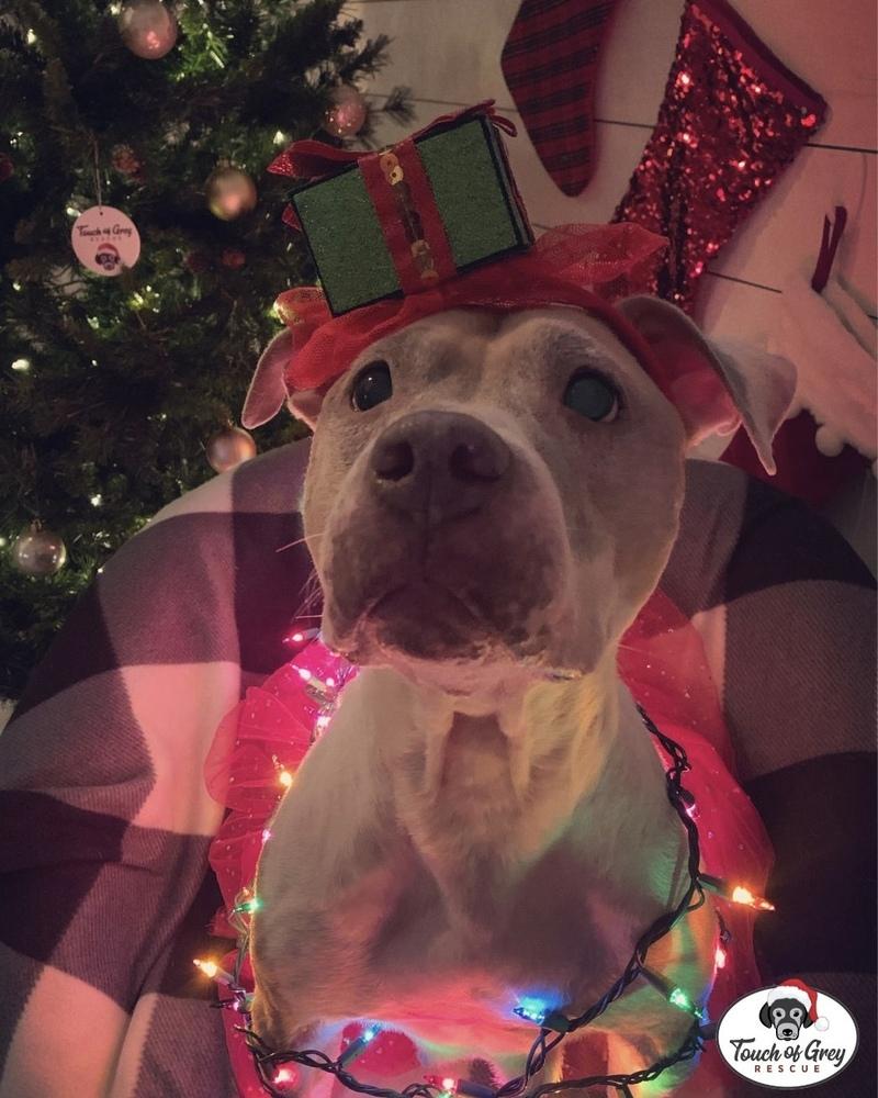 Crumble, a Adoptable mixed breed in Melbourne Beach, FL image 4/6