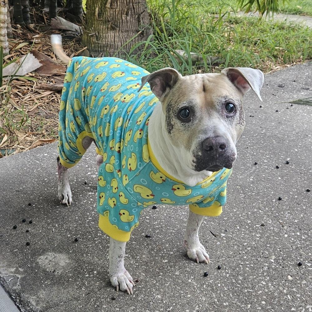 Enlarge Crumble, a Adoptable mixed breed in Melbourne Beach, FL image 4/6
