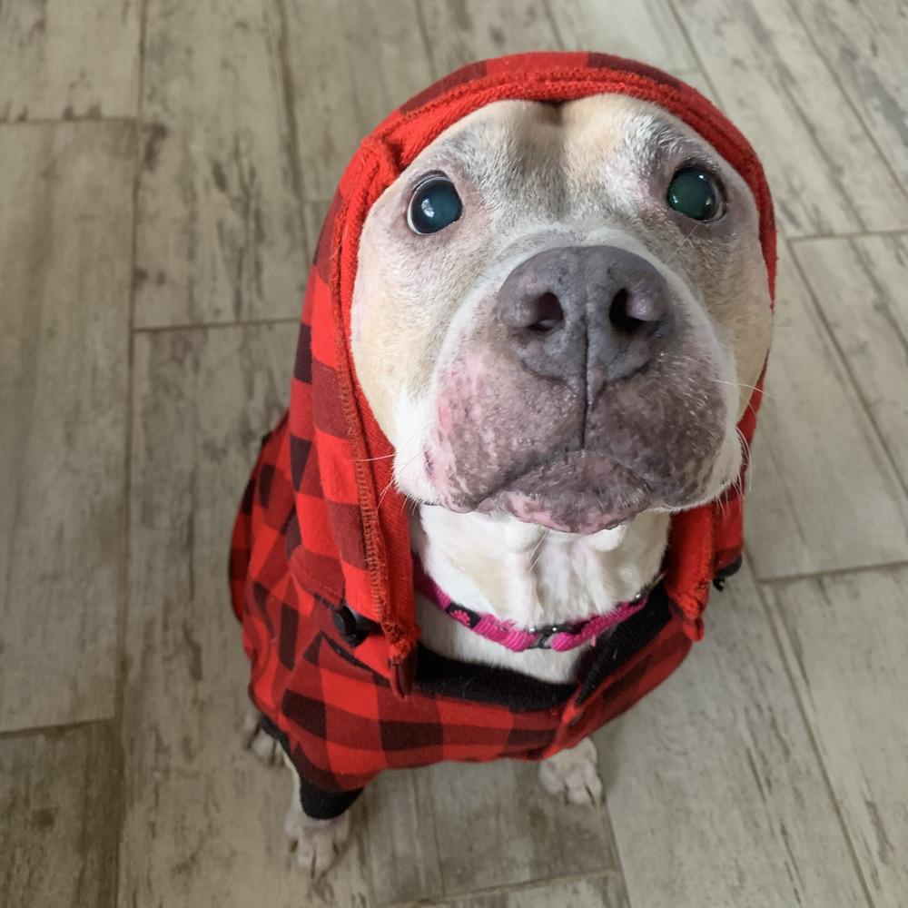 Crumble, a Adoptable mixed breed in Melbourne Beach, FL image 5/6