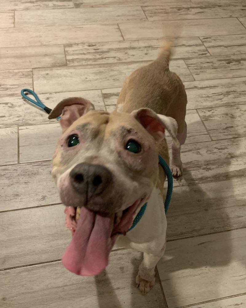 Crumble, a Adoptable mixed breed in Melbourne Beach, FL image 6/6