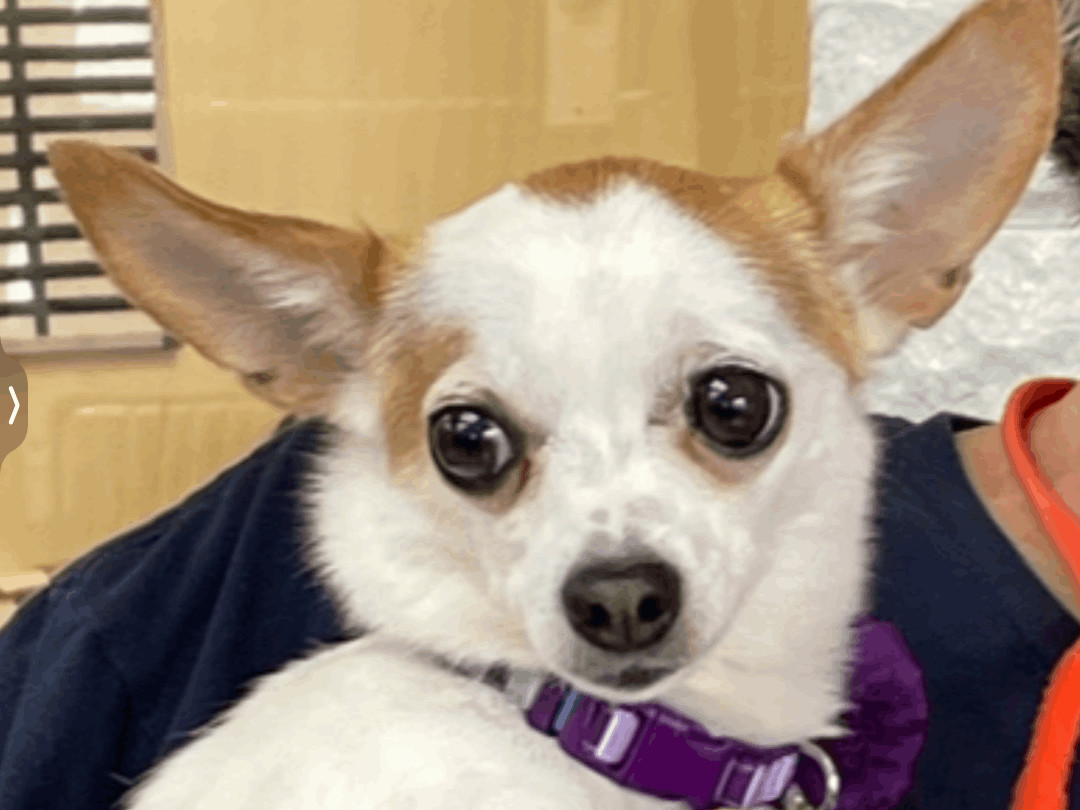 Luna, a Adopted Chihuahua in Staten Island, NY image 1/5