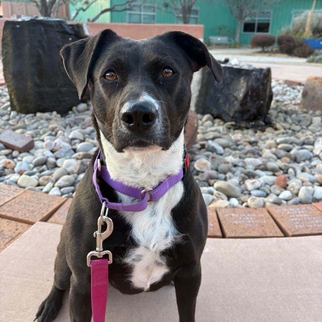 Pepper, Adoptable, Adult Female Cattle Dog.