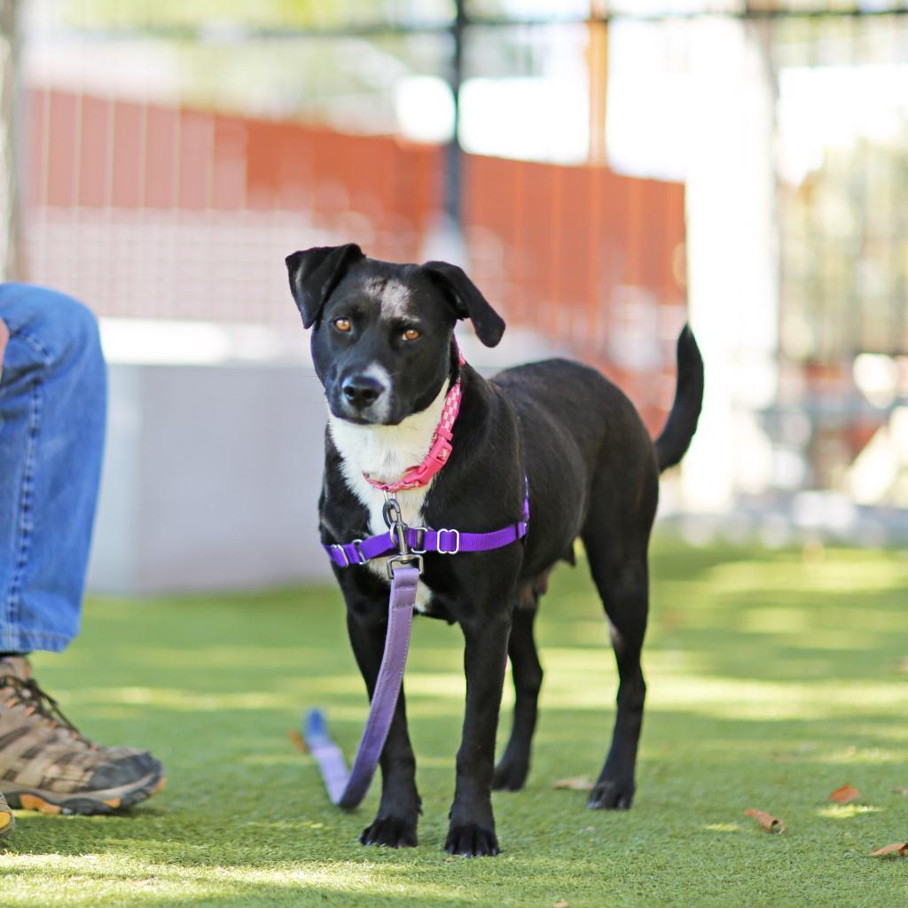 Enlarge Pepper, a Adoptable Cattle Dog in Albuquerque, NM image 2/6