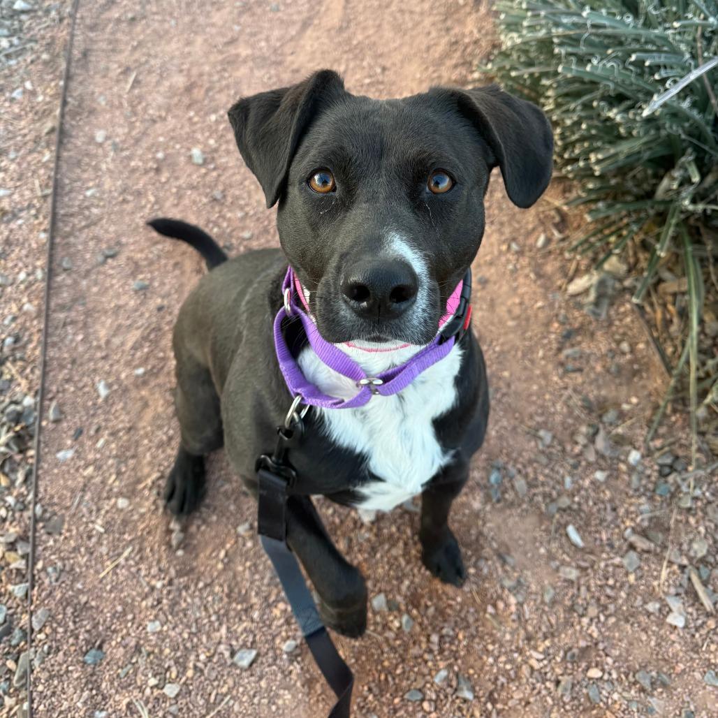 Enlarge Pepper, a Adoptable Cattle Dog in Albuquerque, NM image 4/6