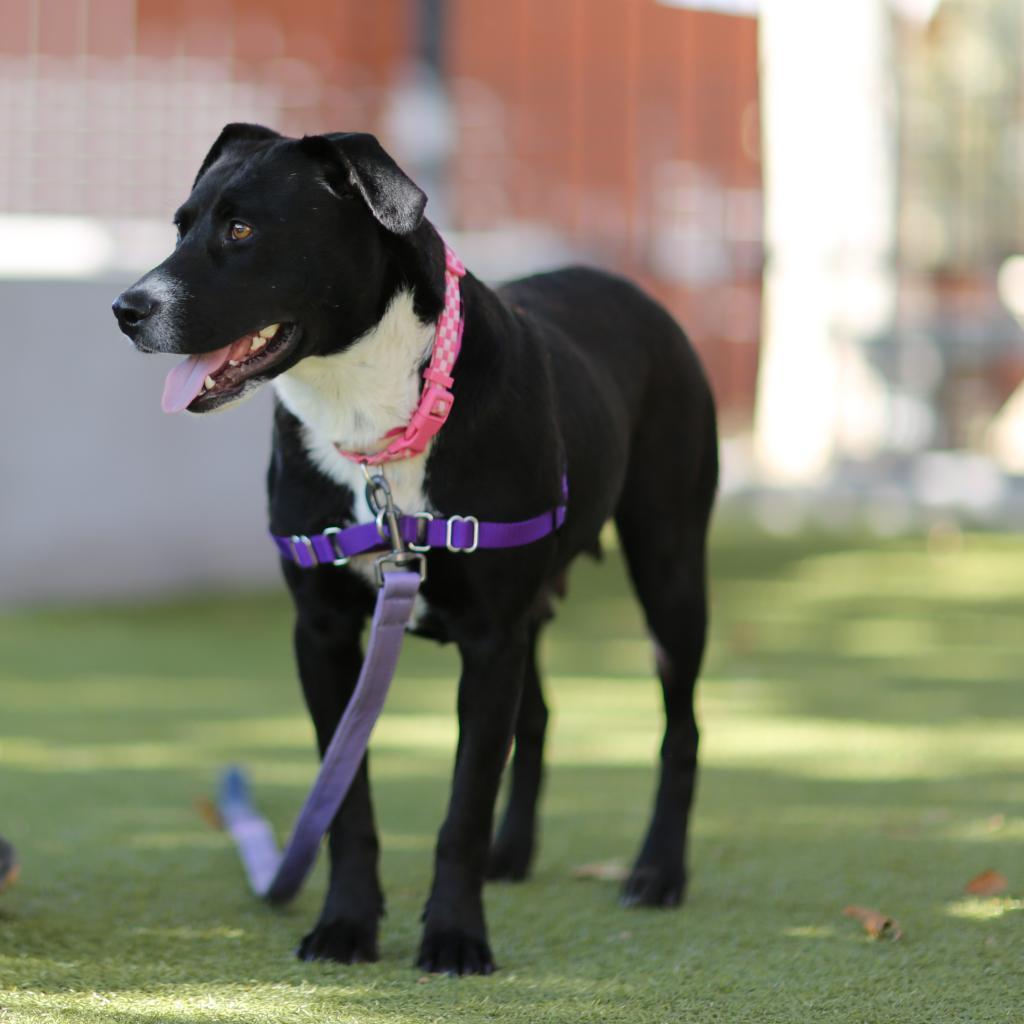 Enlarge Pepper, a Adoptable Cattle Dog in Albuquerque, NM image 5/6
