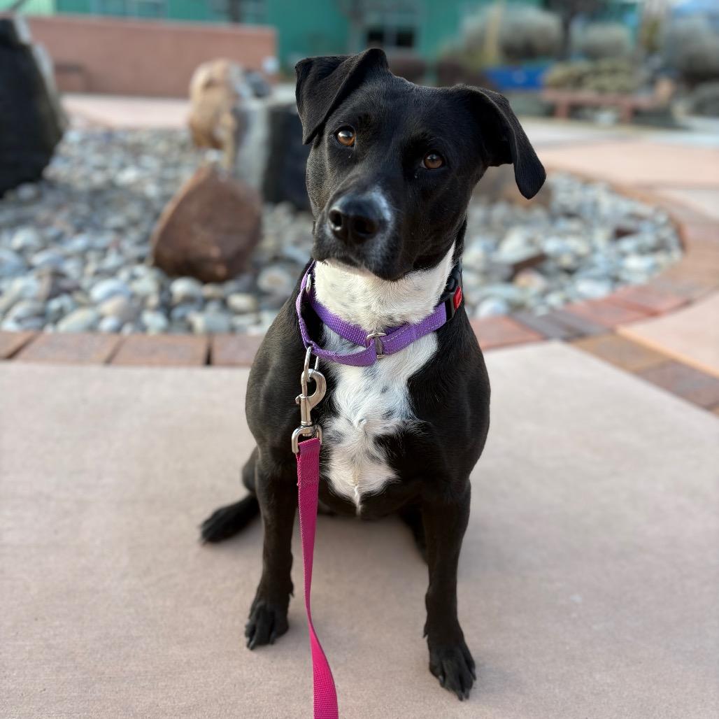 Enlarge Pepper, a Adoptable Cattle Dog in Albuquerque, NM image 6/6