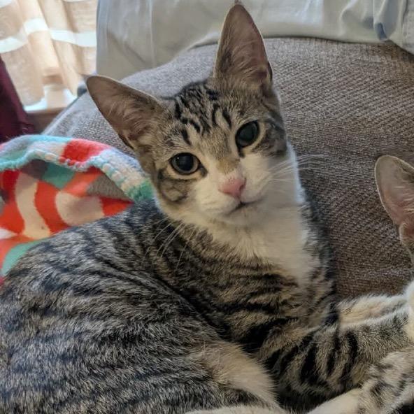 Enlarge Cheese, a Adoptable Domestic Short Hair in Frederick, MD image 1/1