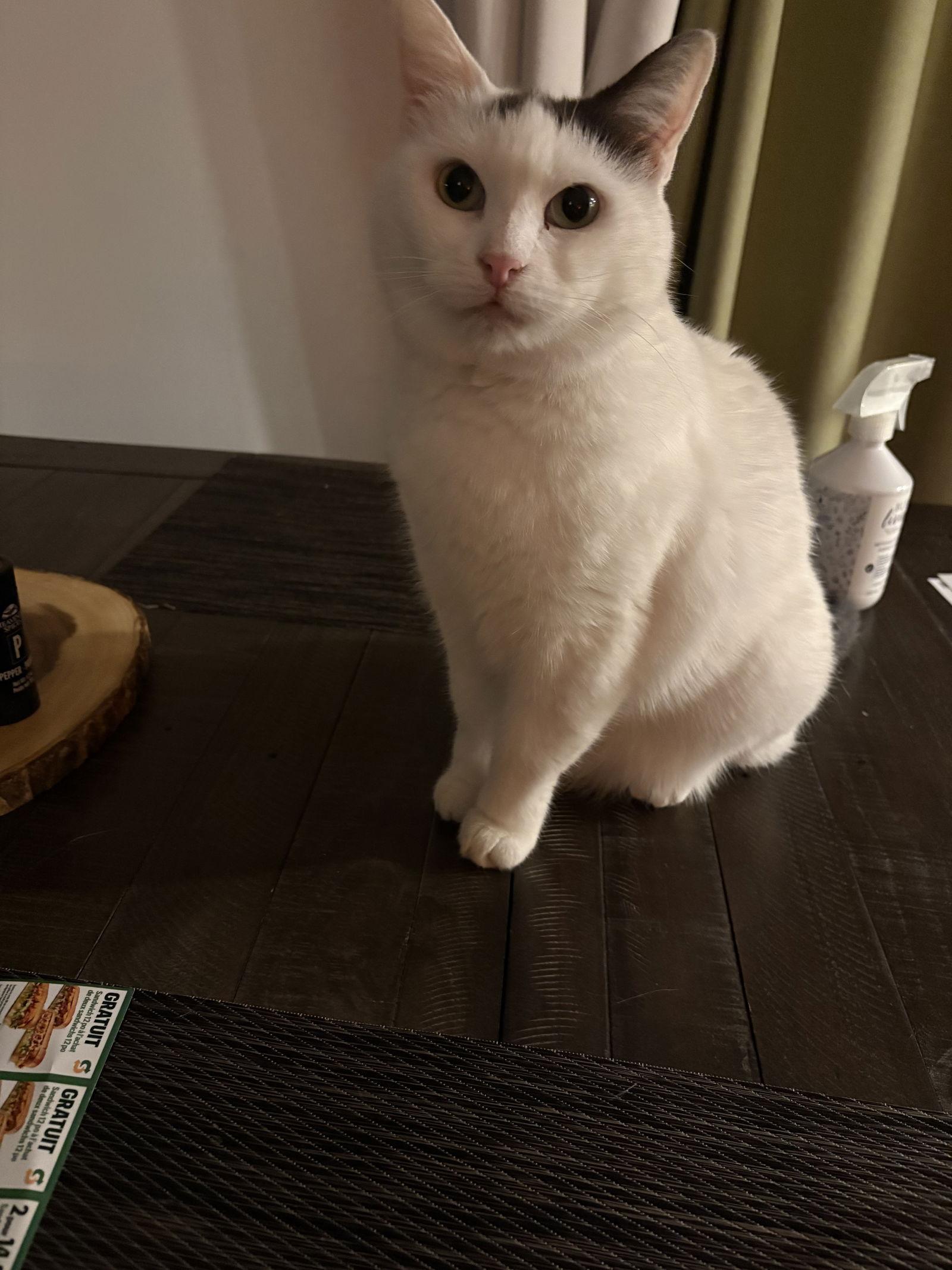 Poupette — thumbnail 2