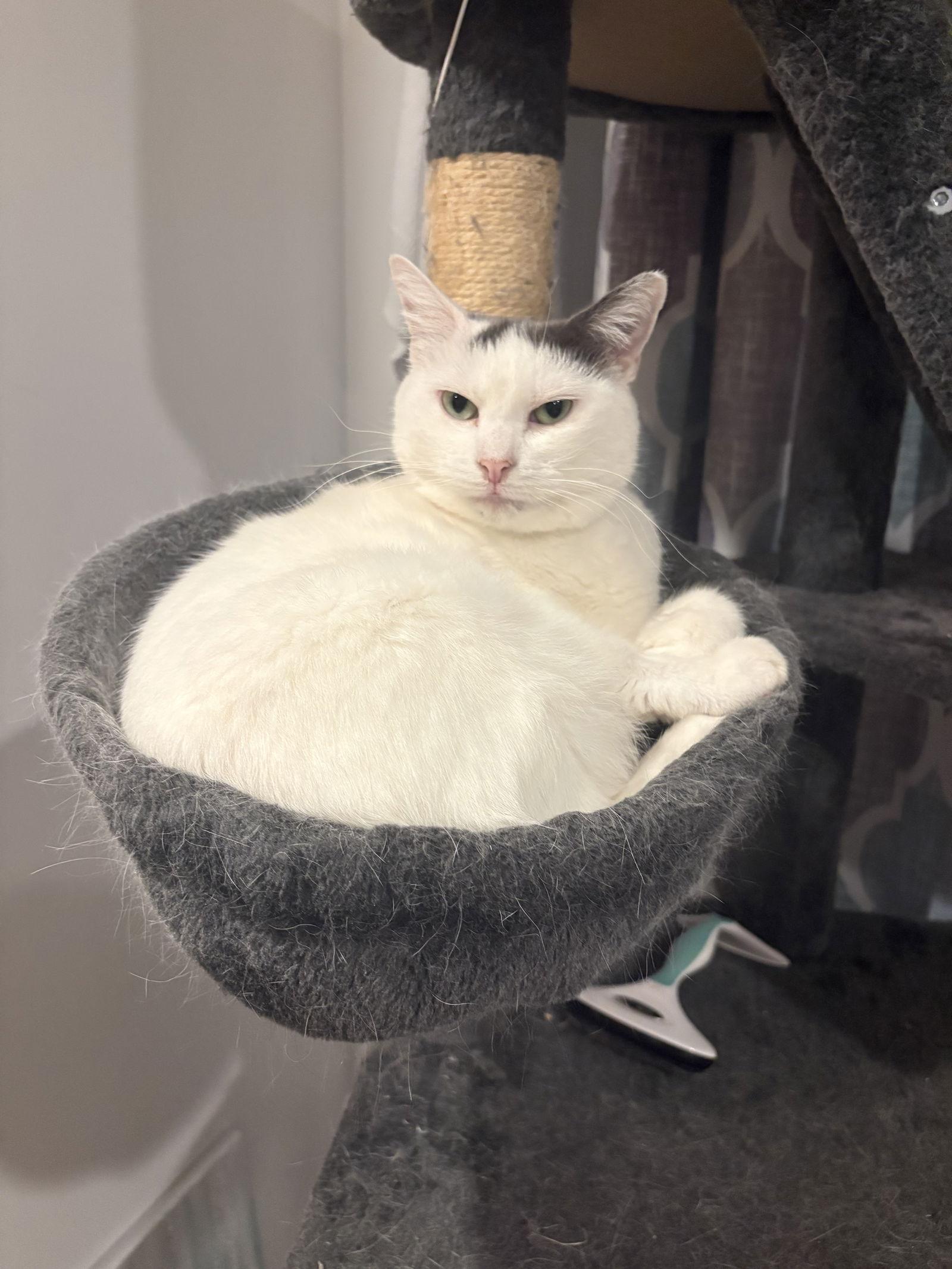 Poupette — thumbnail 3