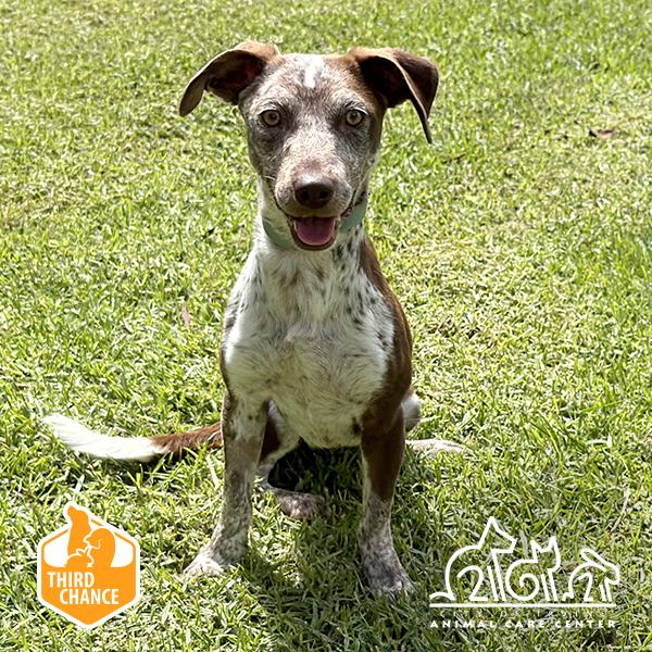 MUFFY, Adoptable, Young Female Pointer & Mixed Breed.