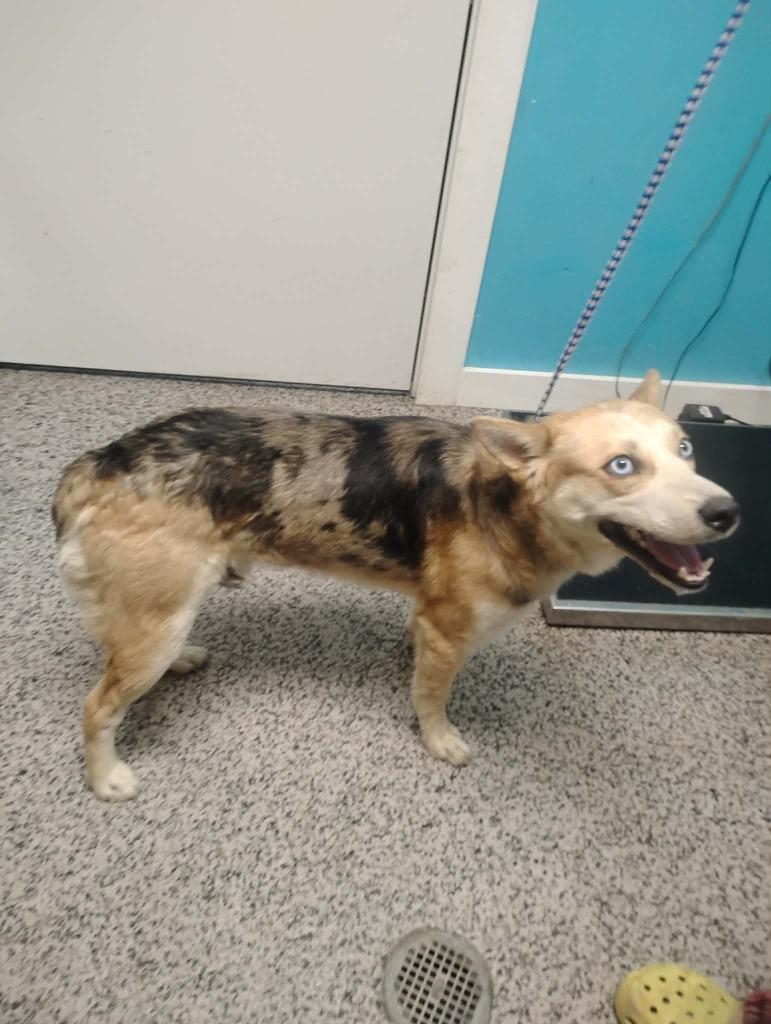 Zuko, a Adoptable mixed breed in Kendallville, IN image 1/2