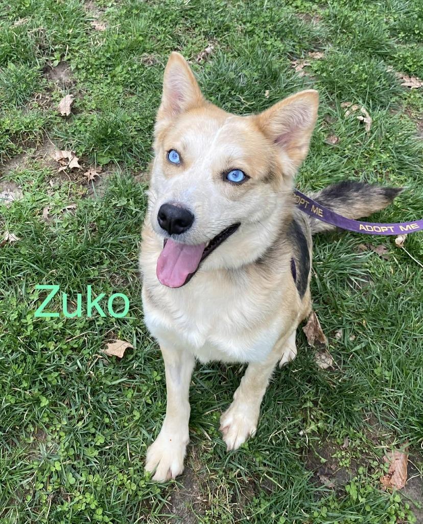 Zuko, a Adoptable mixed breed in Kendallville, IN image 2/2