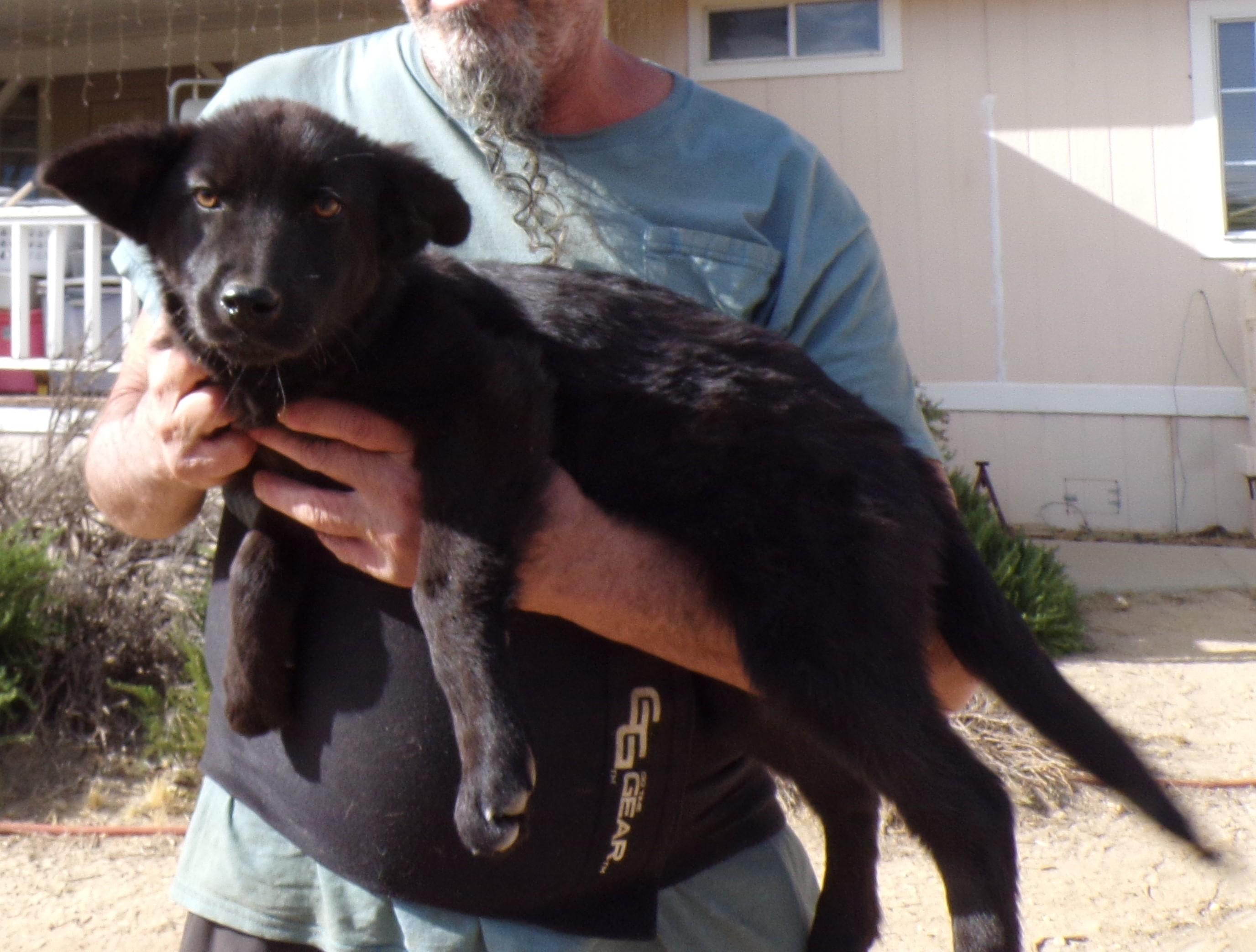 SHILOH, a ADOPTABLE mixed breed in Corona, CA image 1/2