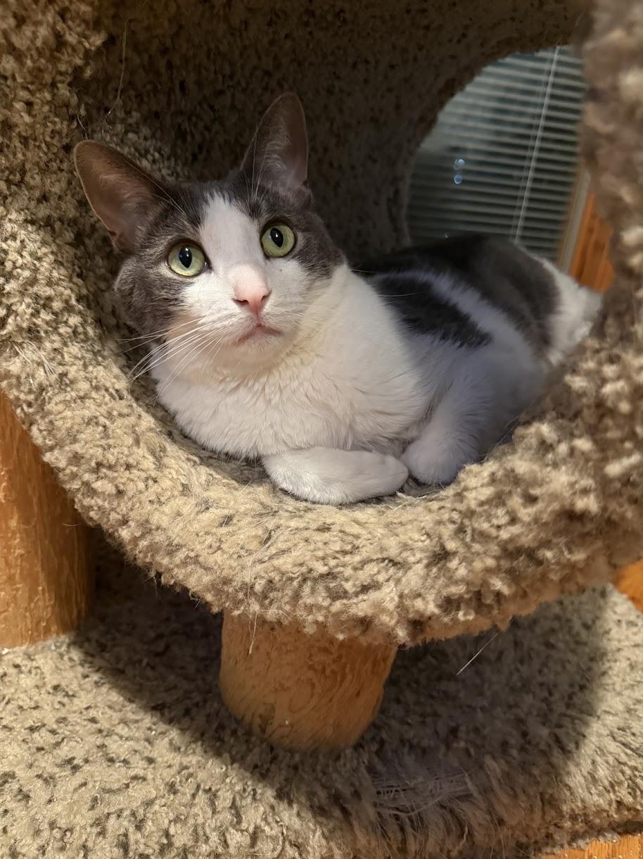 Enlarge Isabella & Arturo (Bonded Pair), a Adoptable Domestic Short Hair in Sterling Heights, MI image 3/5