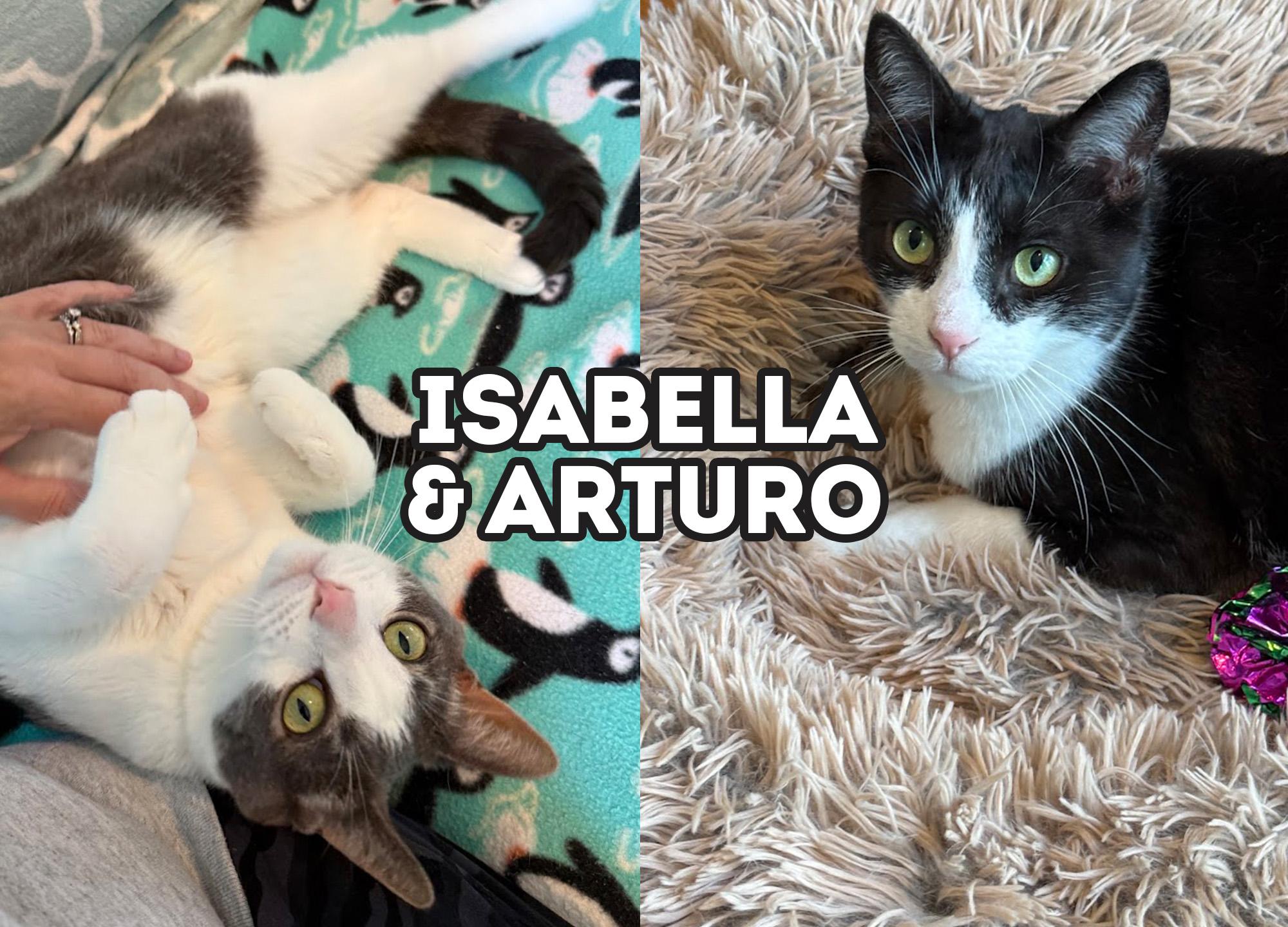 Enlarge Isabella & Arturo (Bonded Pair), a Adoptable Domestic Short Hair in Sterling Heights, MI image 1/5