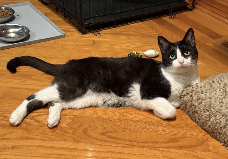 Enlarge Isabella & Arturo (Bonded Pair), a Adoptable Domestic Short Hair in Sterling Heights, MI image 5/5