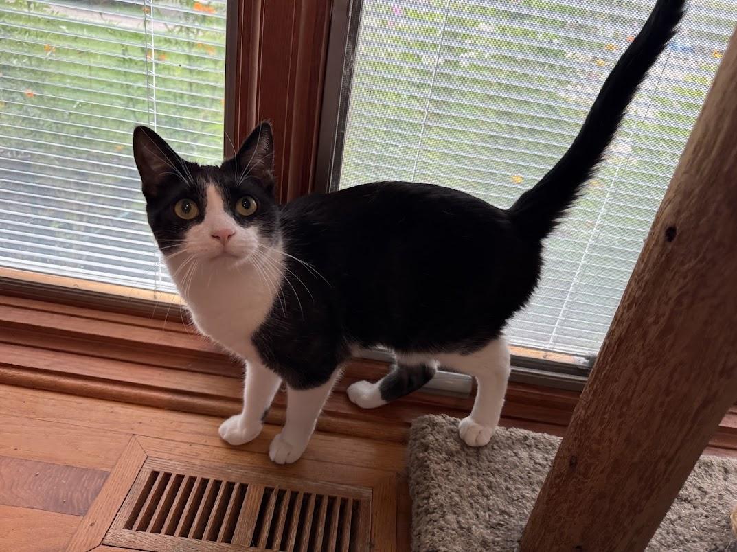 Enlarge Isabella & Arturo (Bonded Pair), a Adoptable Domestic Short Hair in Sterling Heights, MI image 2/5