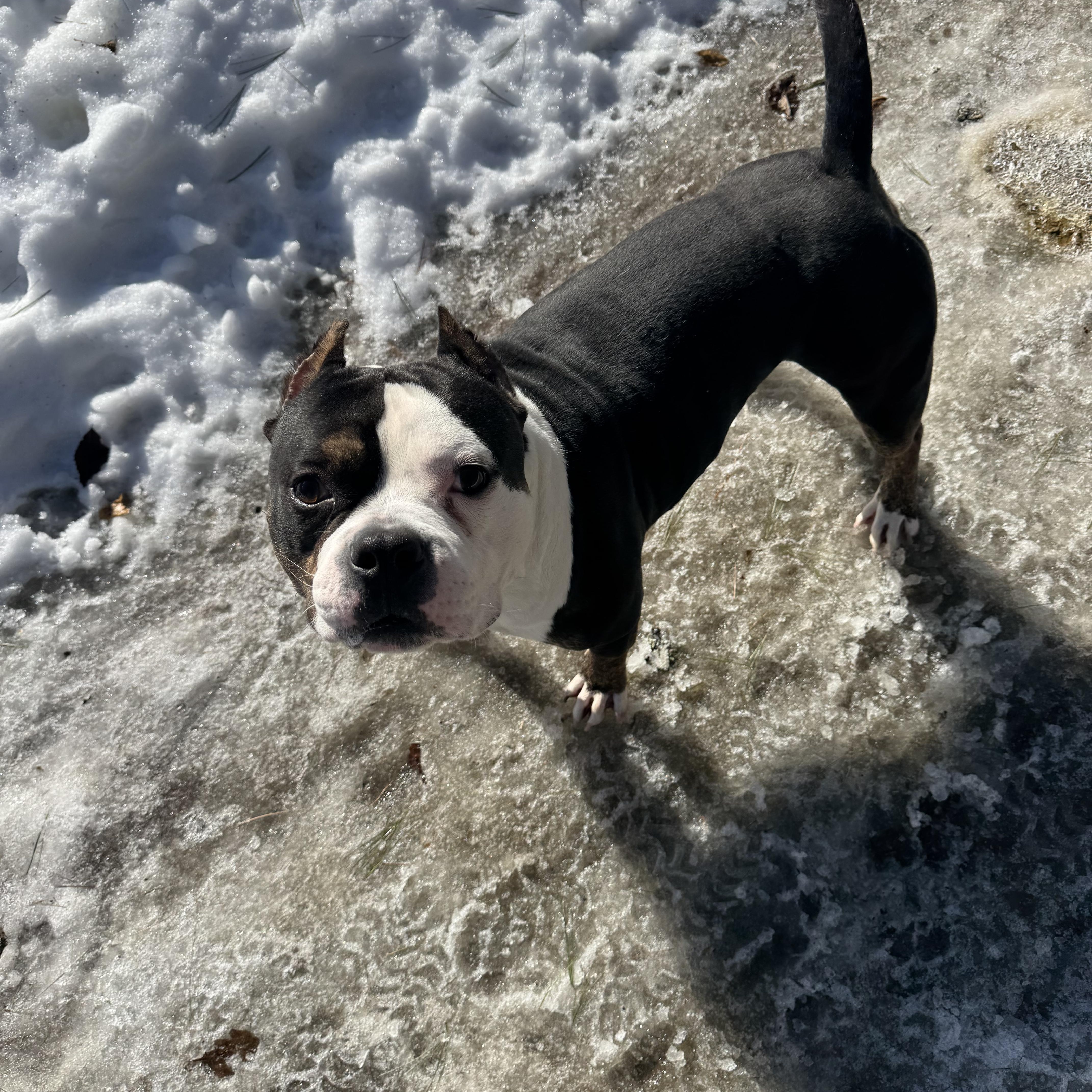 Chester, an adoptable Pit Bull Terrier in Vassalboro, ME, 04989 | Photo Image 1
