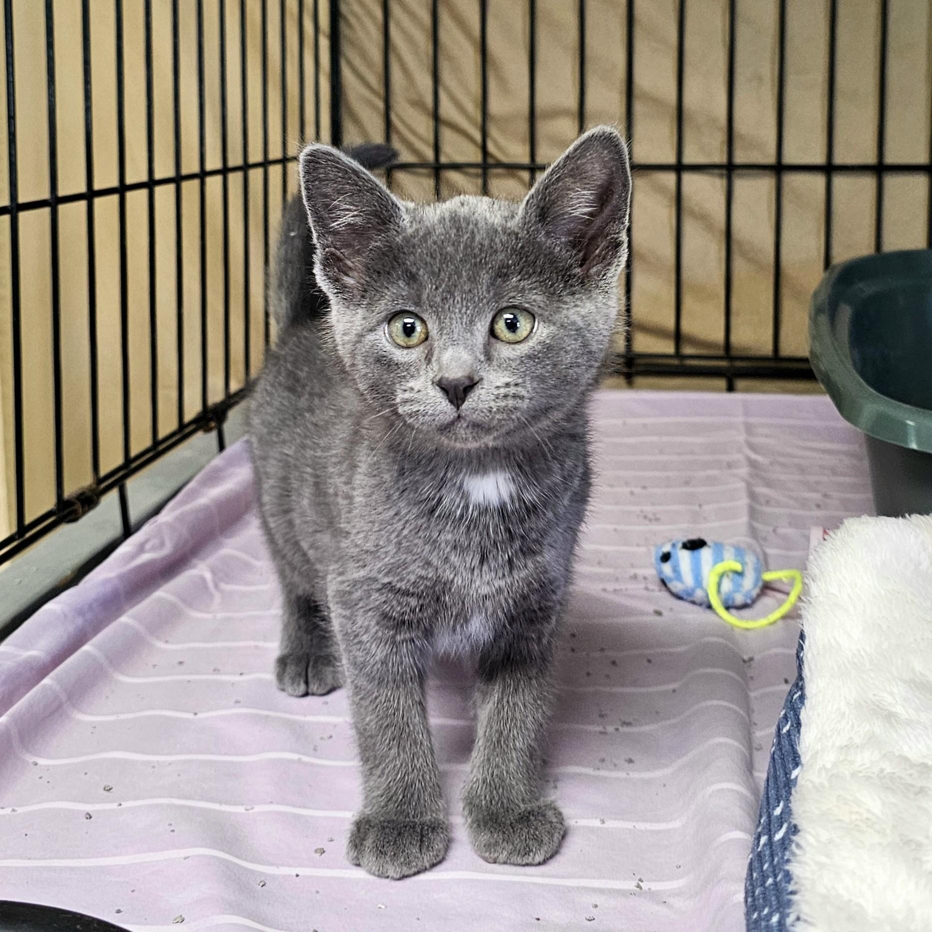 Shout, adopted, Kitten Male Domestic Short Hair.