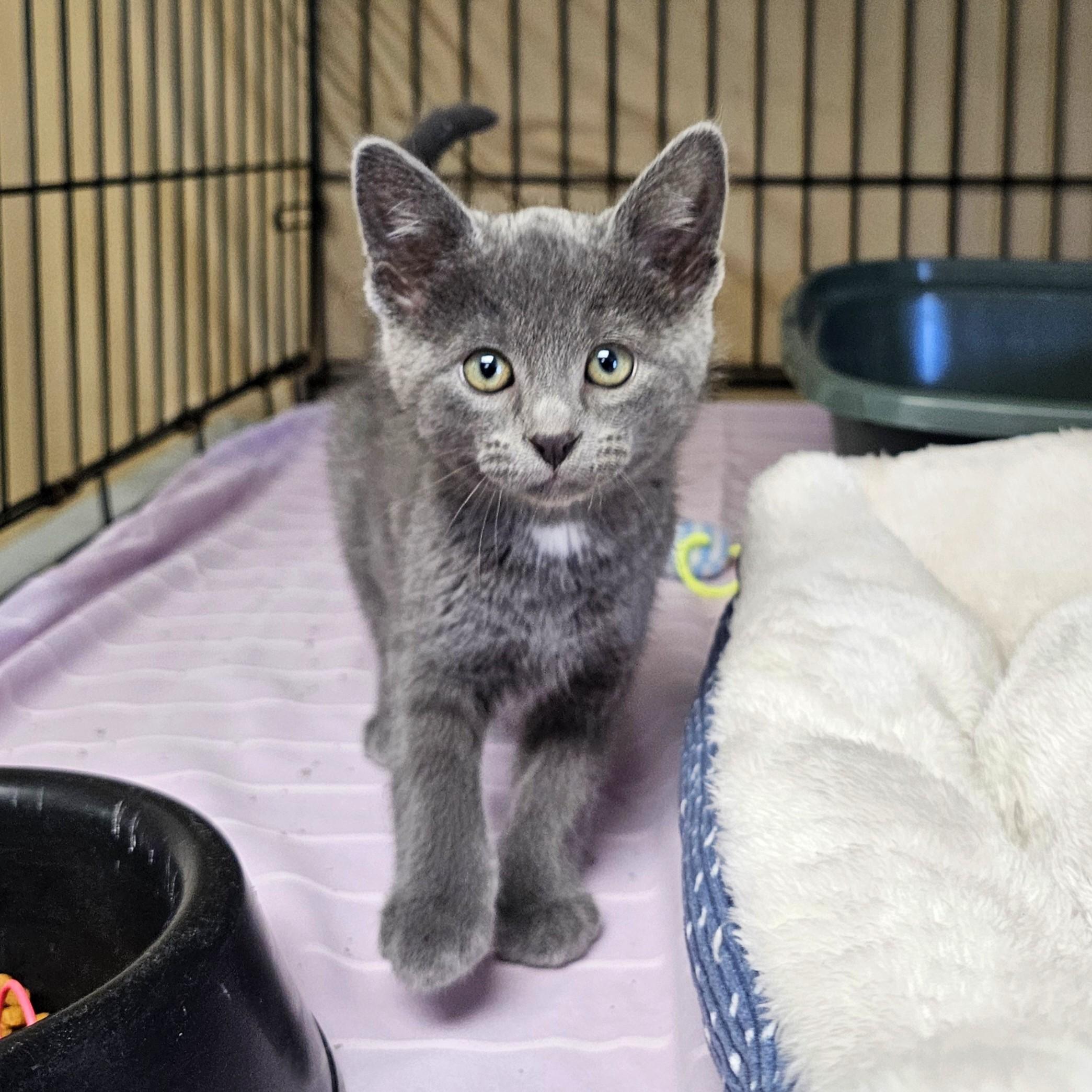 Enlarge Shout, an adopted Domestic Short Hair in Searcy, AR image 2/2