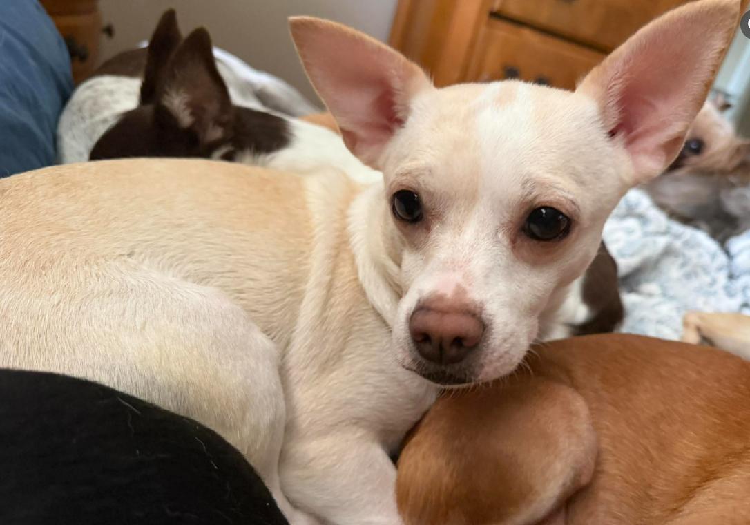Evie in TX, Adoptable, Young Female Chihuahua.