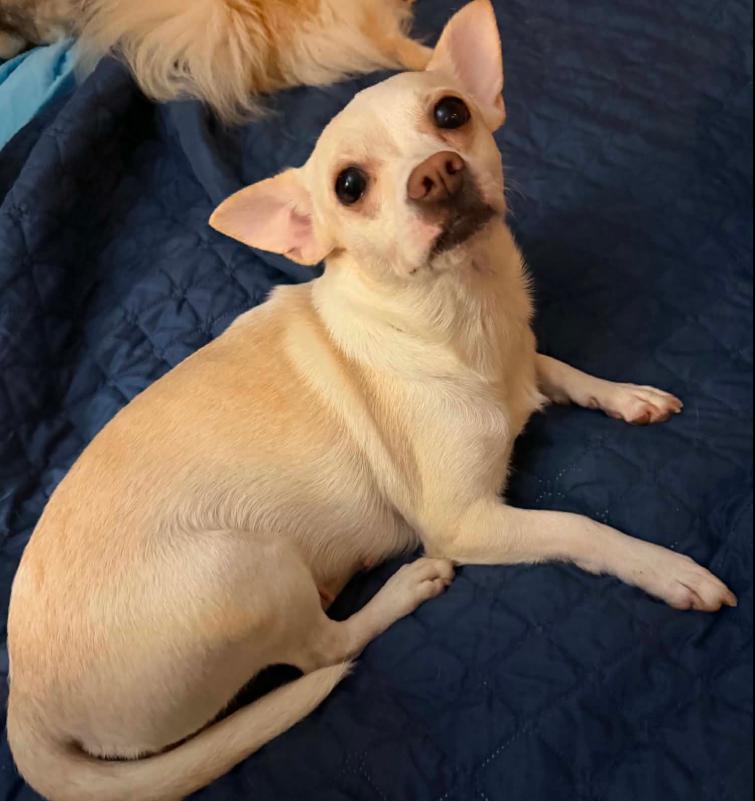 Evie in TX, a Adoptable Chihuahua in Cranston, RI image 2/3