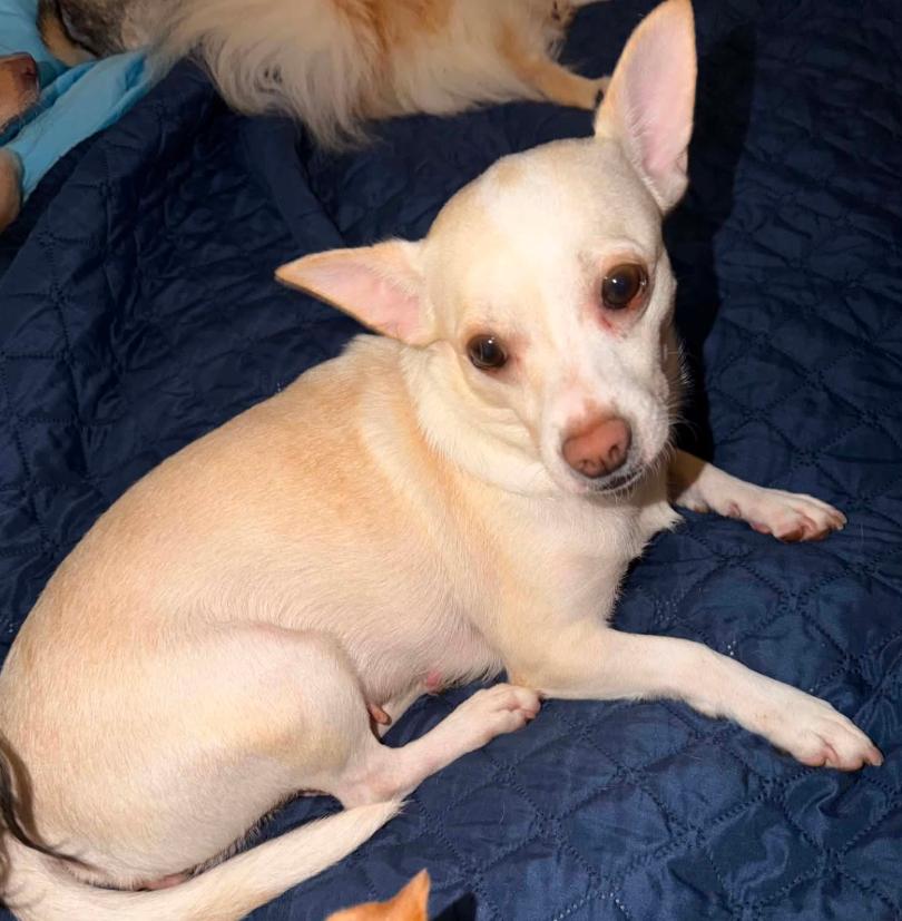 Evie in TX, a Adoptable Chihuahua in Cranston, RI image 3/3