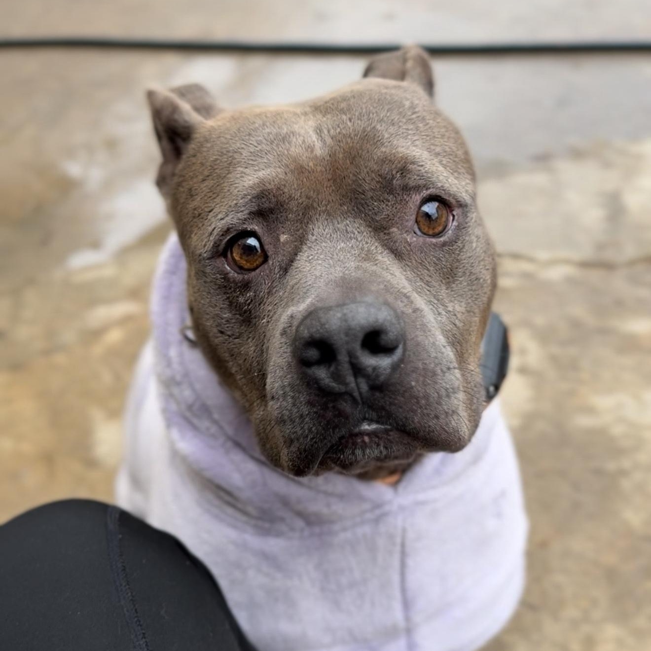 Mr. Piggy Pants, a Adoptable mixed breed in San Antonio, TX image 5/6