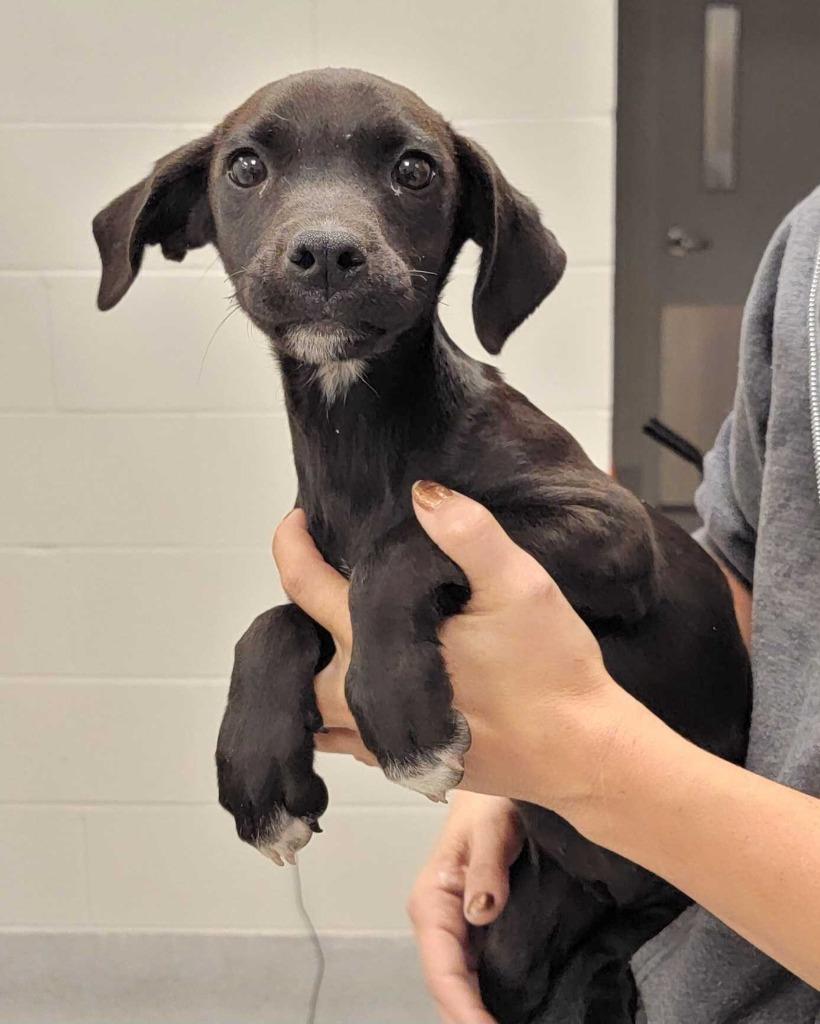 Enlarge Colorado, a Adoptable mixed breed in Chillicothe, OH image 1/1