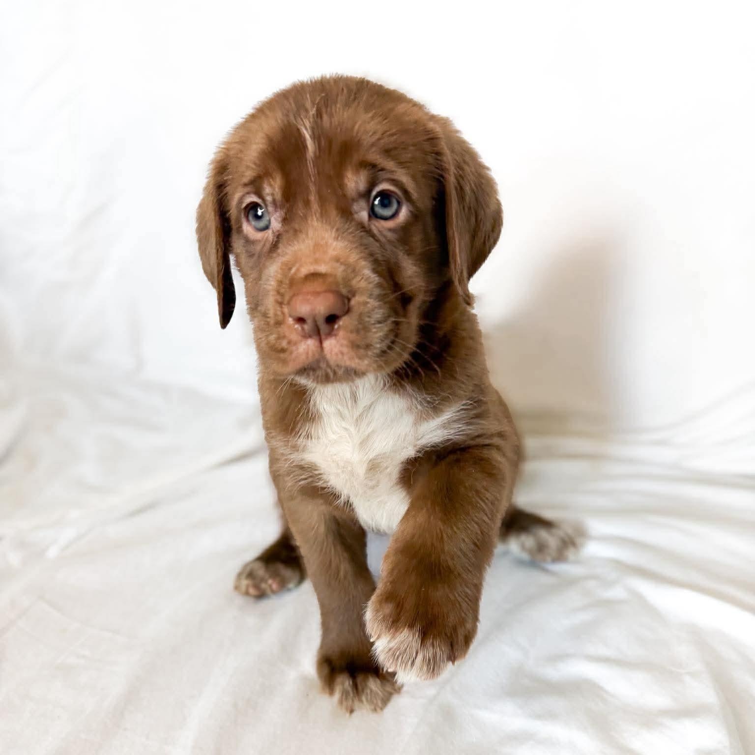 Aerin, adopted, Puppy Female Mastiff & Bracco Italiano.