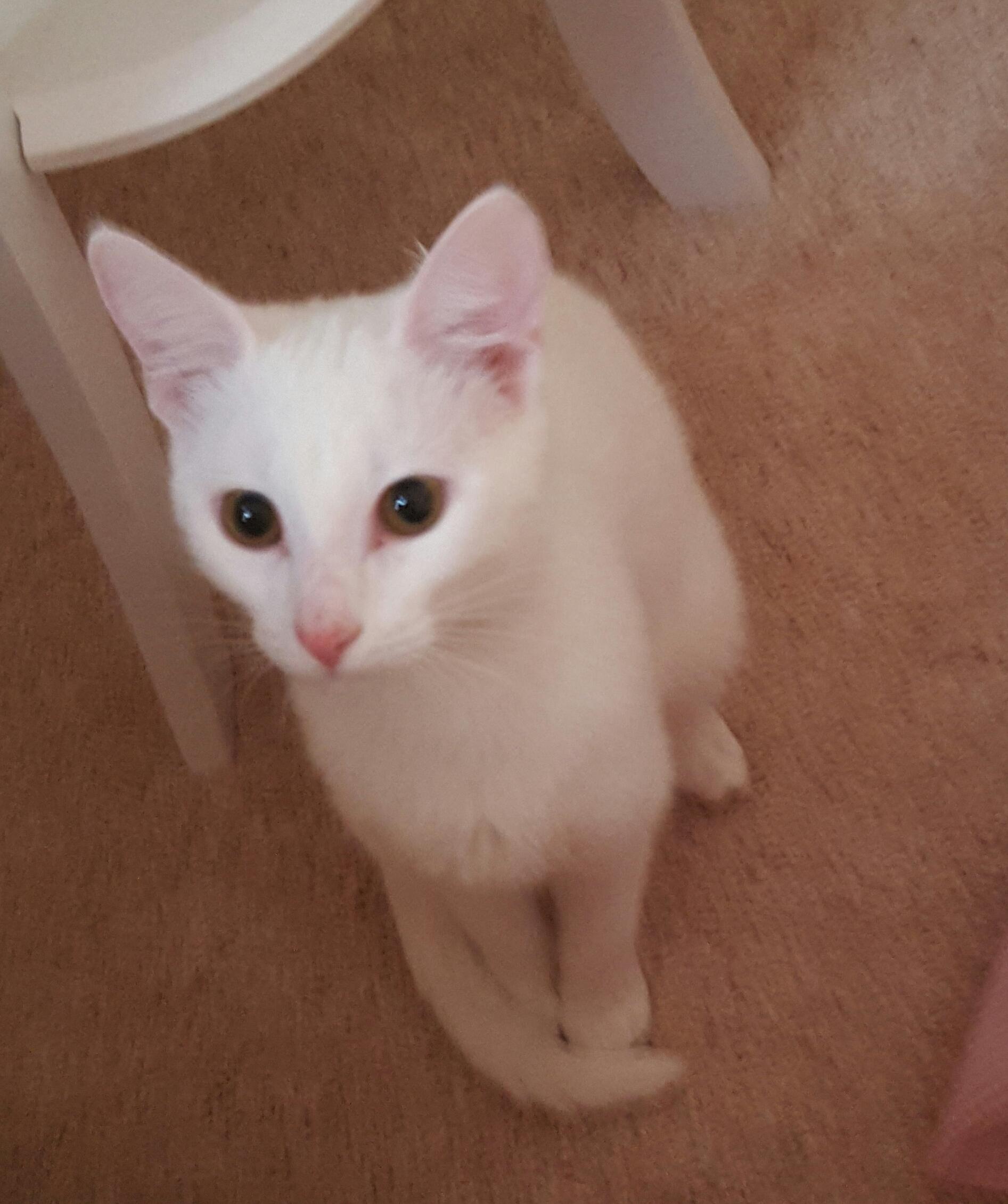 Snowy, Adopted, Kitten Female Domestic Short Hair & Siamese.