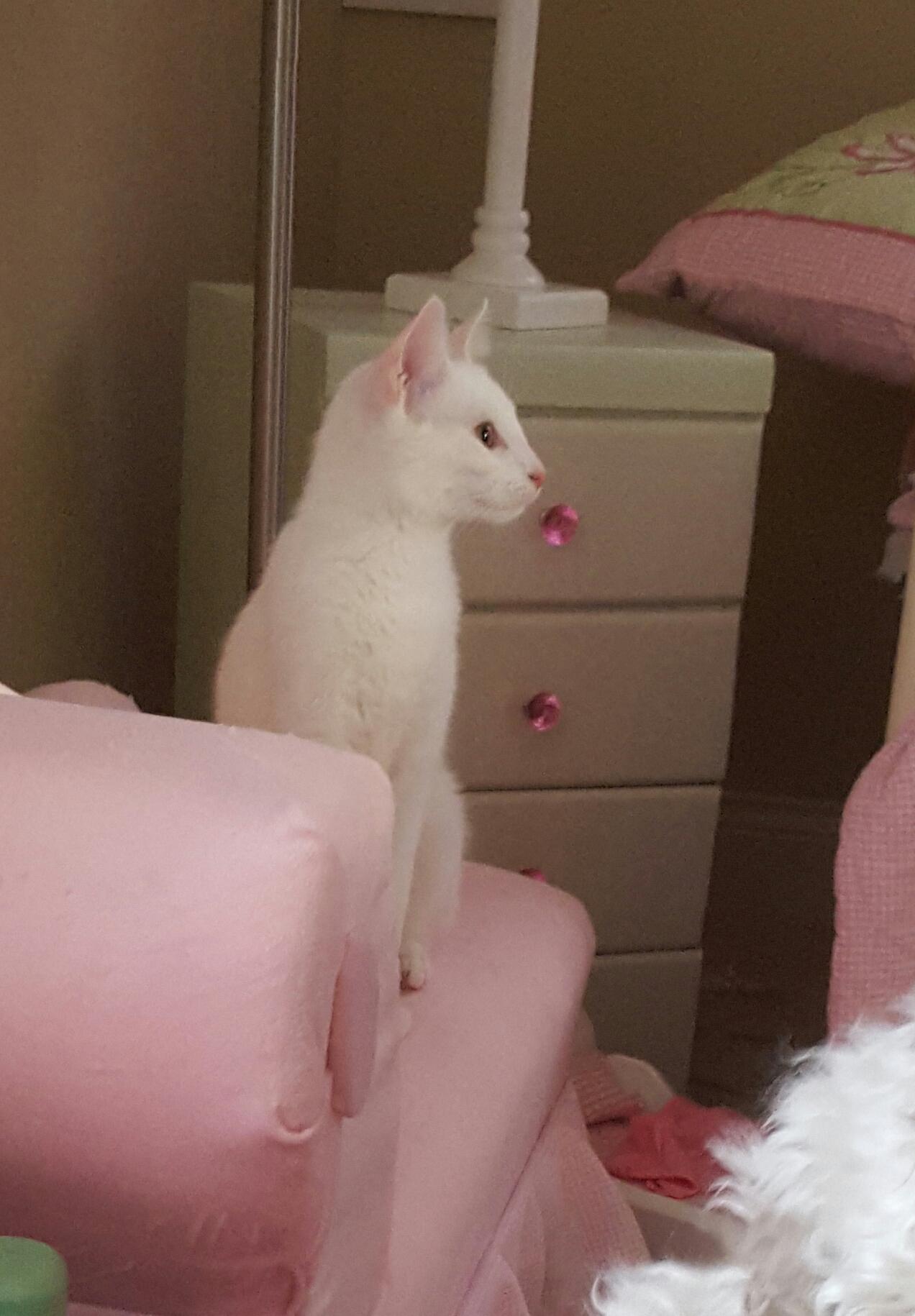 Enlarge Snowy, a Adopted mixed breed in Pendleton, IN image 2/6