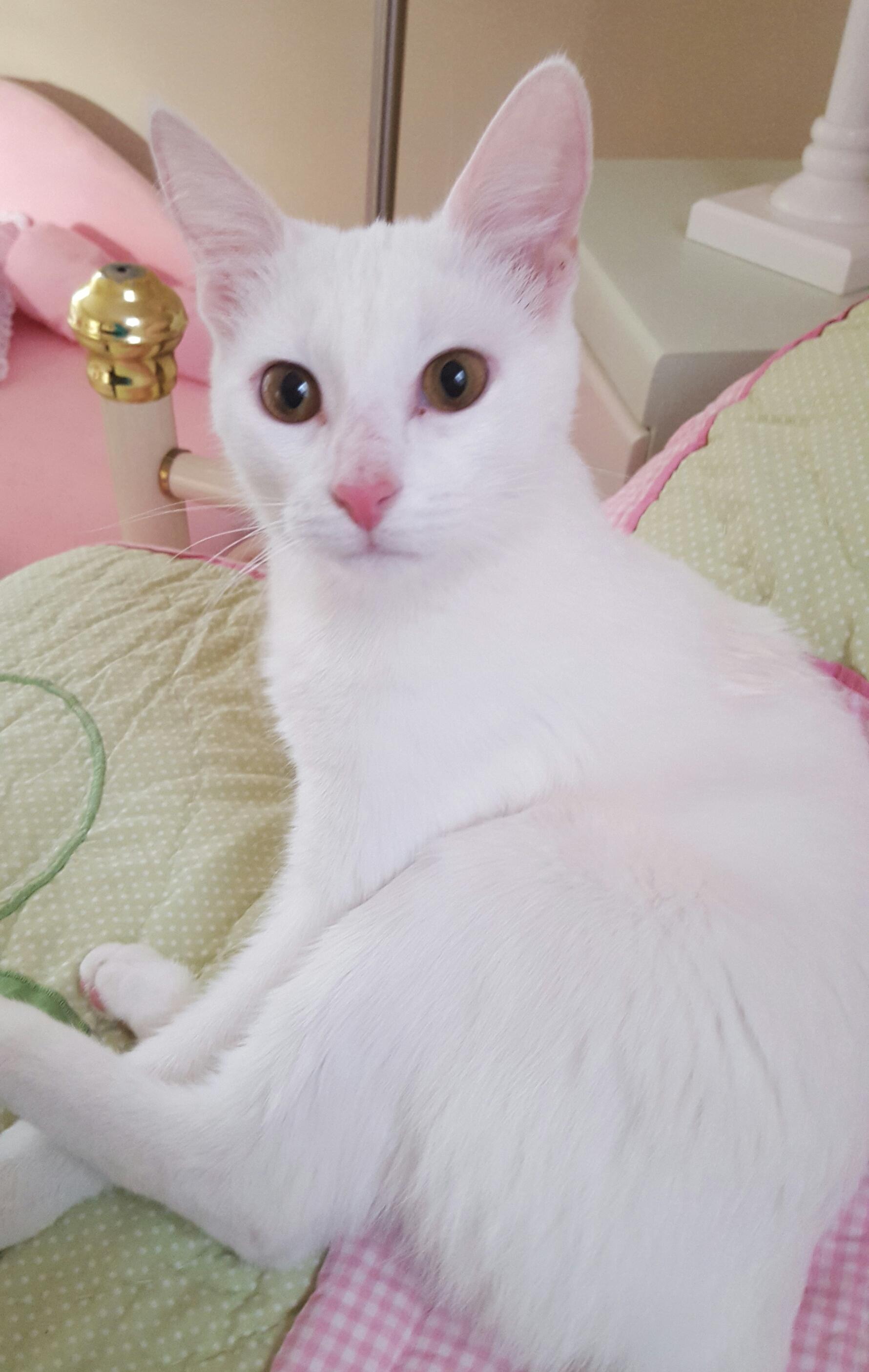 Enlarge Snowy, a Adopted mixed breed in Pendleton, IN image 3/6