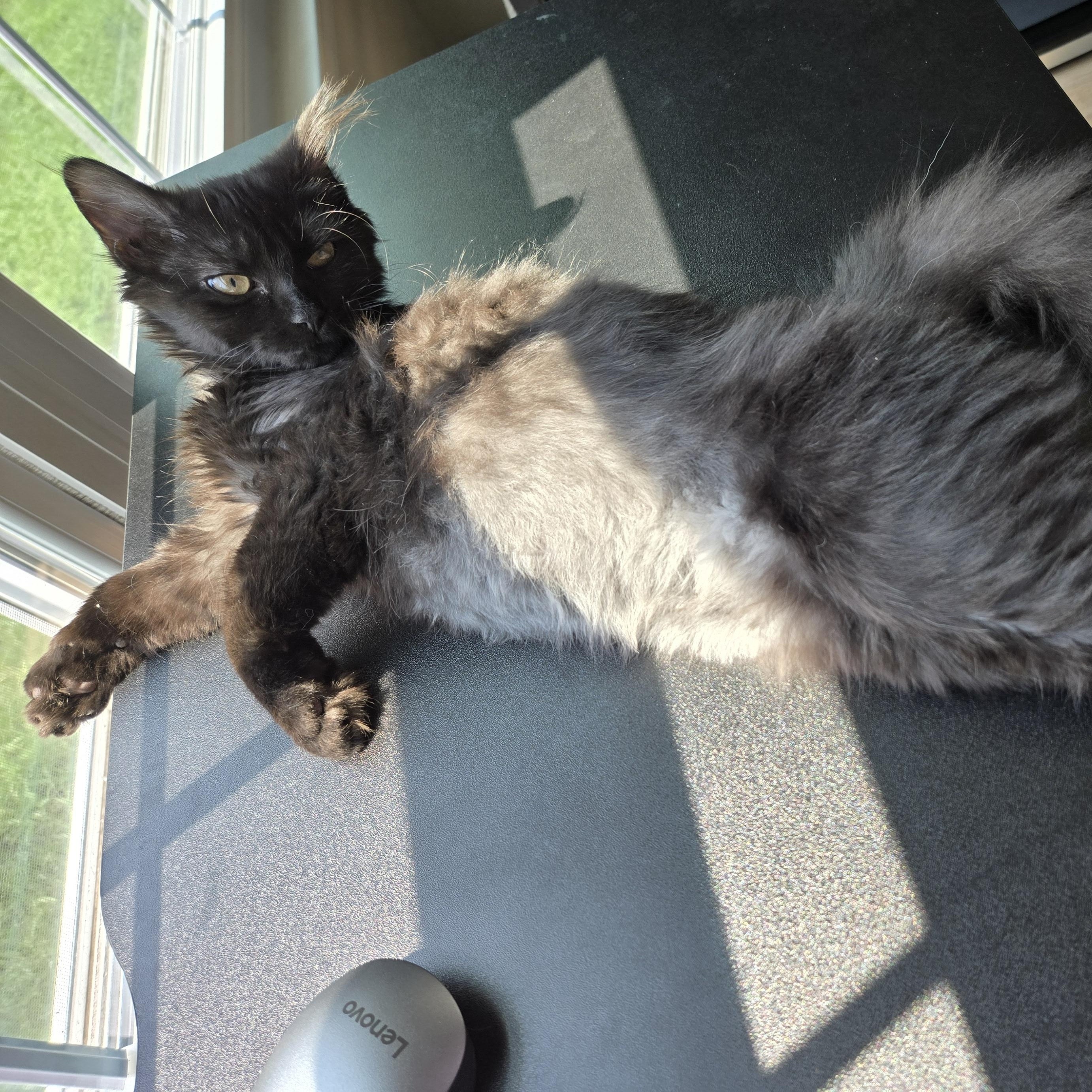 Mindy, Adopted, Kitten Female Domestic Medium Hair & Maine Coon.