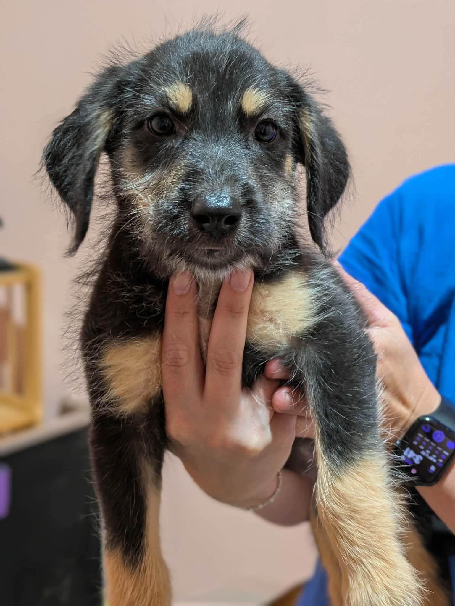 Enlarge Aubie, a Adopted mixed breed in Huntsville, AL image 3/3