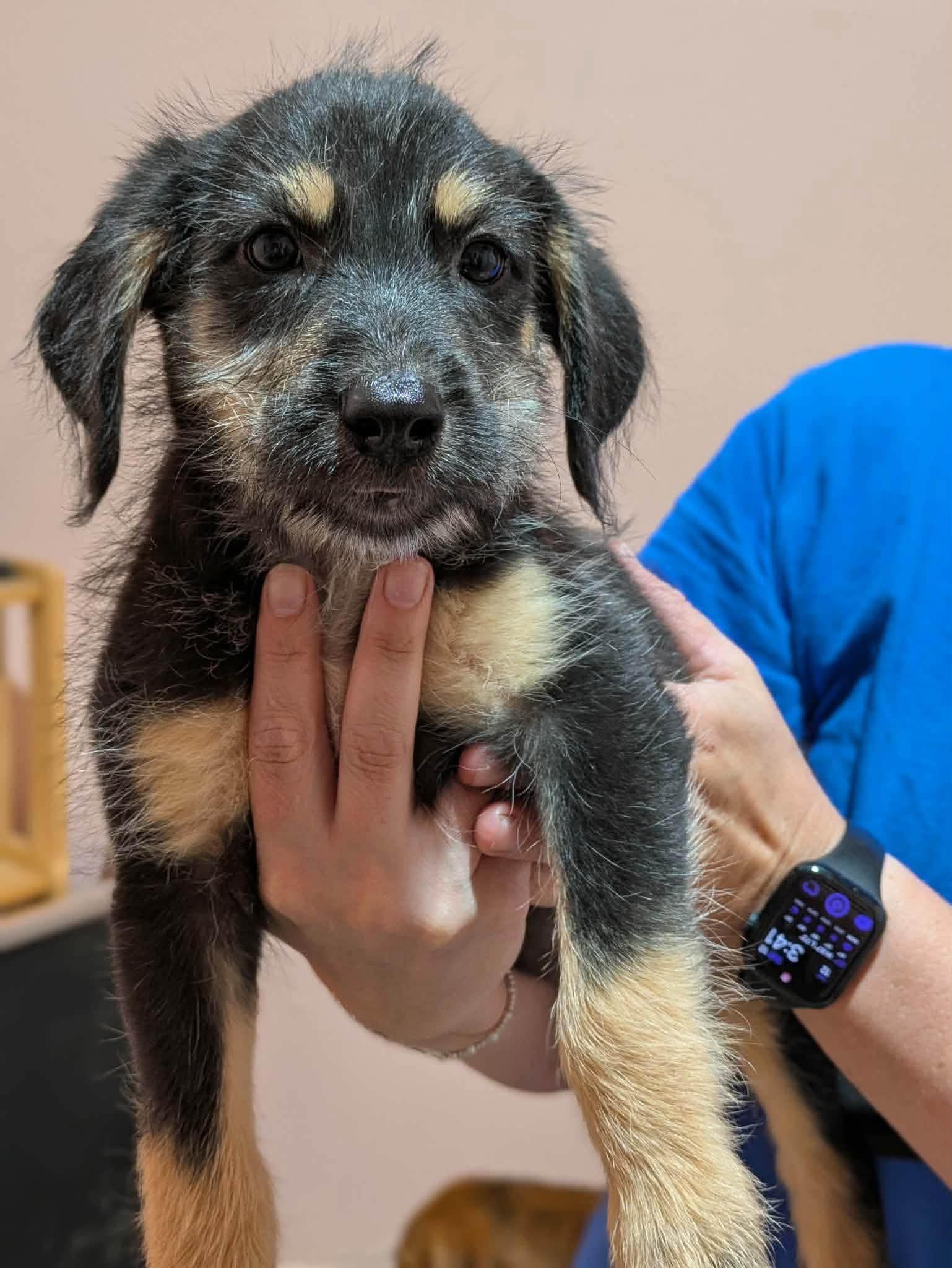 Enlarge Aubie, a Adopted mixed breed in Huntsville, AL image 2/3
