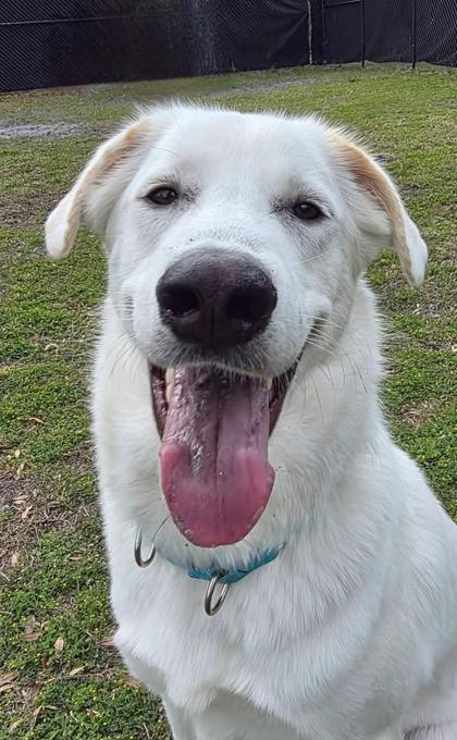 Finn — thumbnail 2