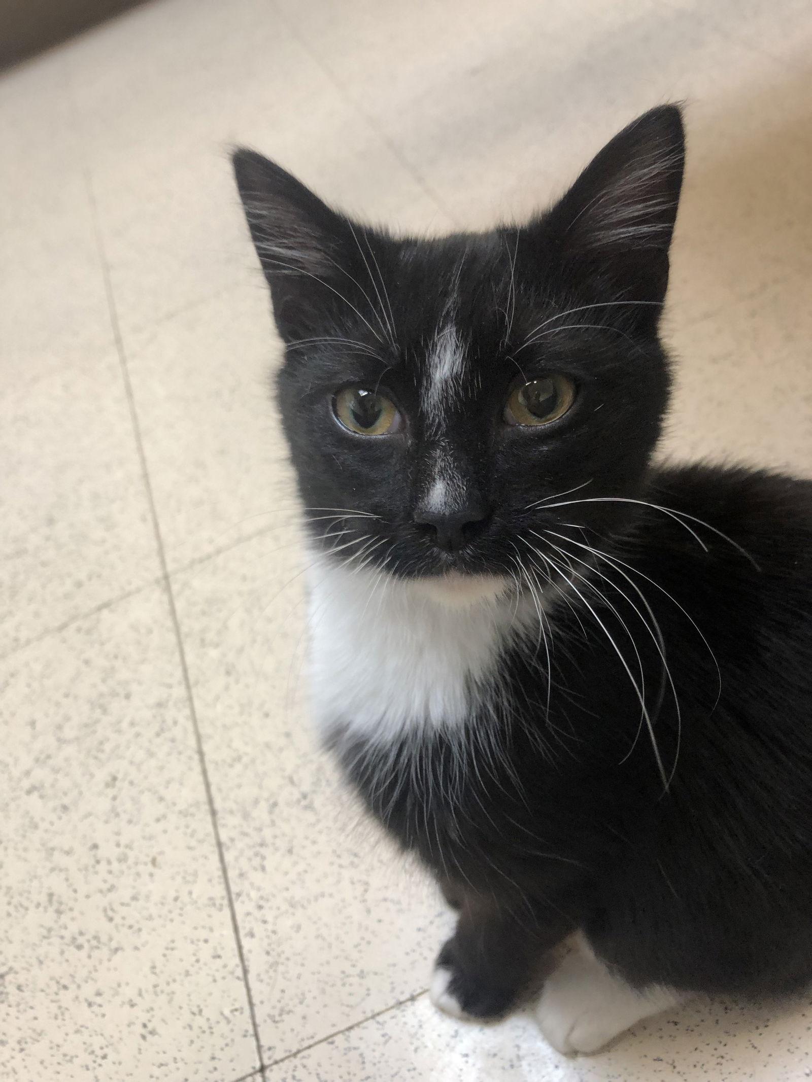 Enlarge Peroni, a Adoptable Domestic Short Hair in North Wilkesboro, NC image 1/1