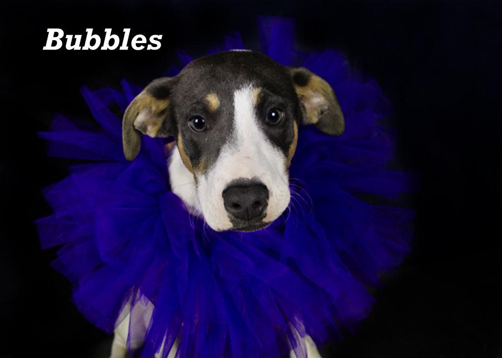 Bubbles, an adoptable Shepherd in York, NE, 68467 | Photo Image 1