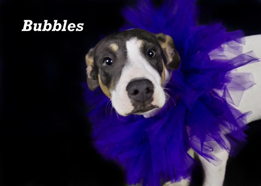 Bubbles, an adoptable Shepherd in York, NE, 68467 | Photo Image 4