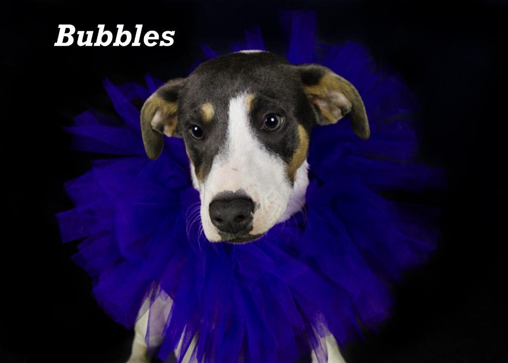 Bubbles, an adoptable Shepherd in York, NE, 68467 | Photo Image 3