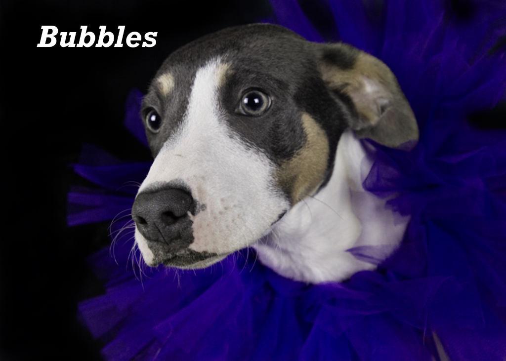 Bubbles, an adoptable Shepherd in York, NE, 68467 | Photo Image 2