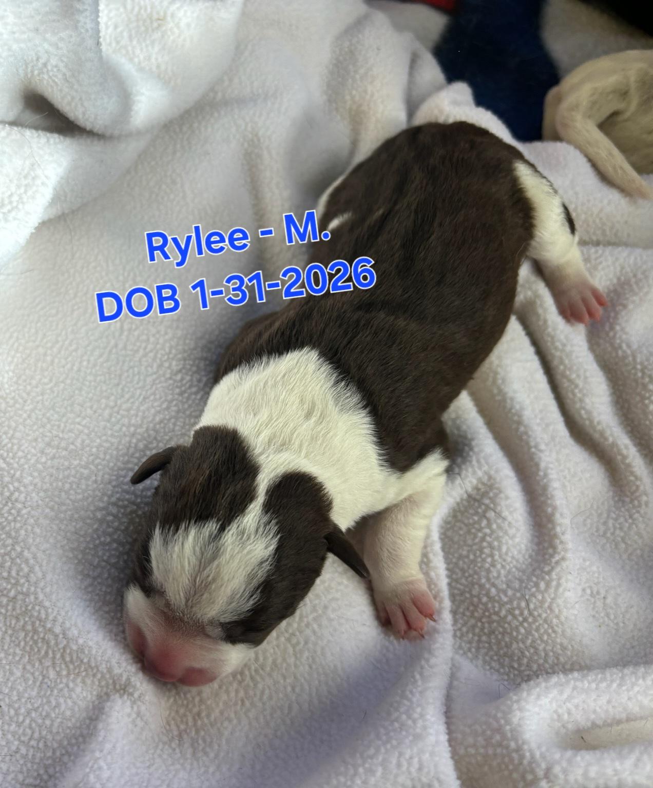 Rylee, Adoptable, Puppy Male German Shepherd Dog & Border Collie.